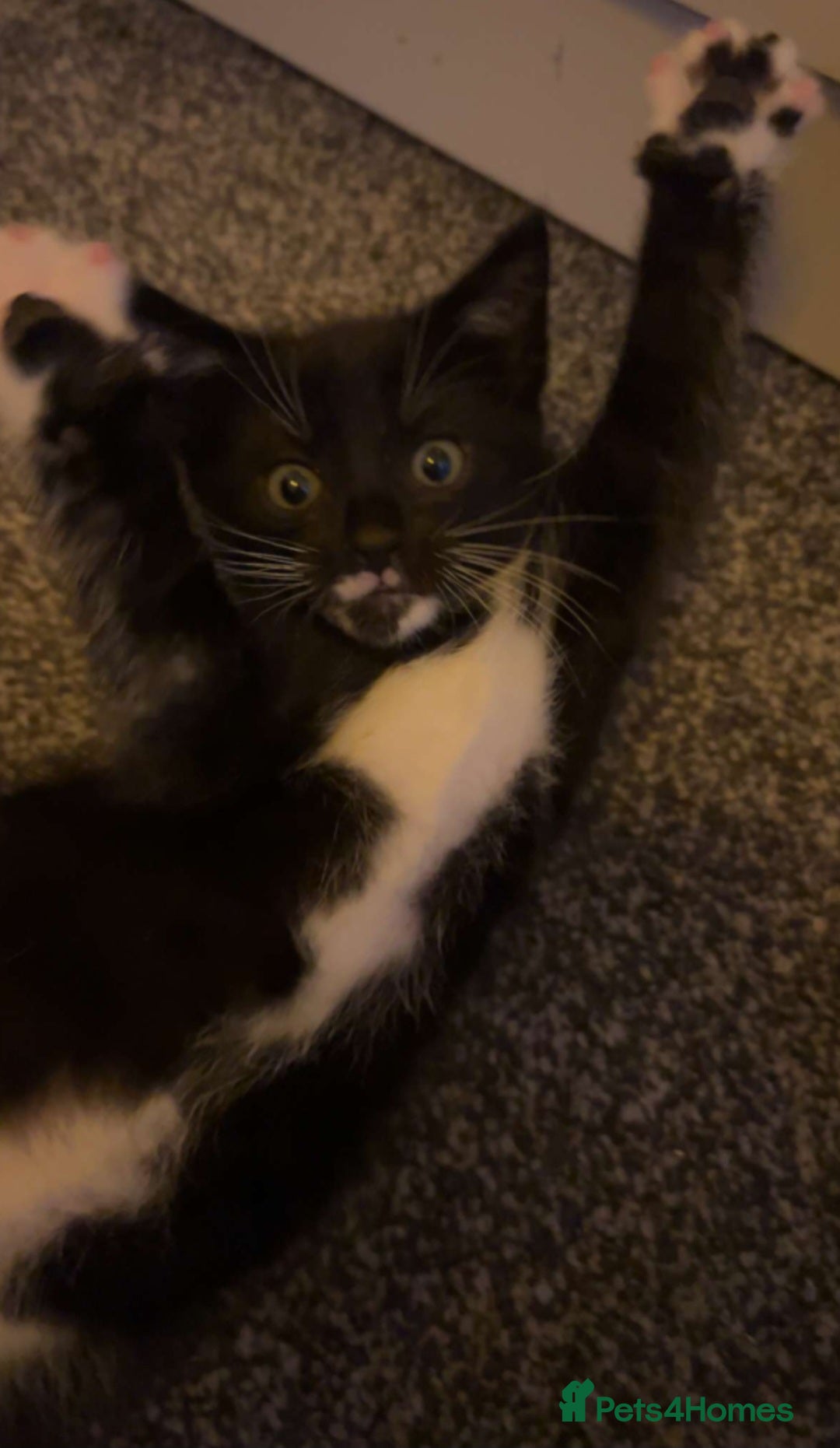Mixed Breed cats 1 males black and white kitten left - Advert 2