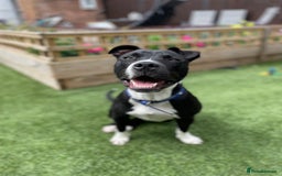 Staffordshire Bull Terrier dogs for sale: Young male staffy for adoption - Image 2