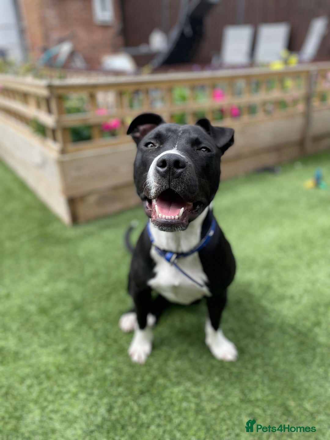 Staffordshire Bull Terrier dogs for sale: Young male staffy for adoption - Image 2
