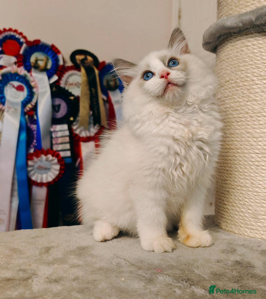 Ragdoll cats for sale: READY TO GO ❤️LAST BOY❤️ REGIONAL WINNER - Image 21