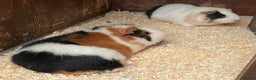 Guinea Pig rodents for sale: 2 bonded male guinea pigs - Advert 10