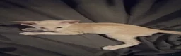 Oriental cats for sale: Oriental Siamese kittens gccf - Advert 2