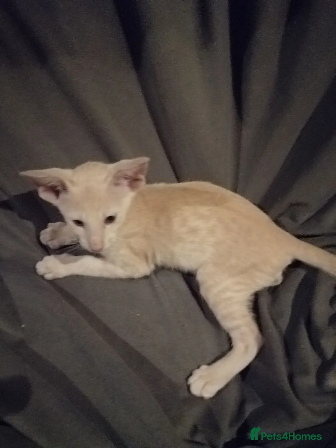 Oriental cats for sale: Oriental Siamese kittens gccf - Advert 2