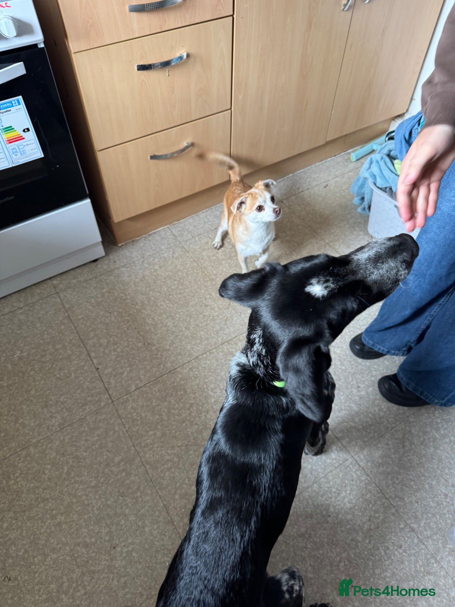 Pointer dogs for sale: Maxx needs a forever home - Advert 4