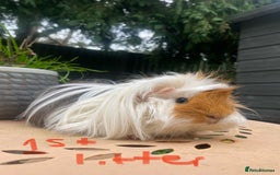 Guinea Pig rodents for sale: Abyssinian long haired  - Image 4