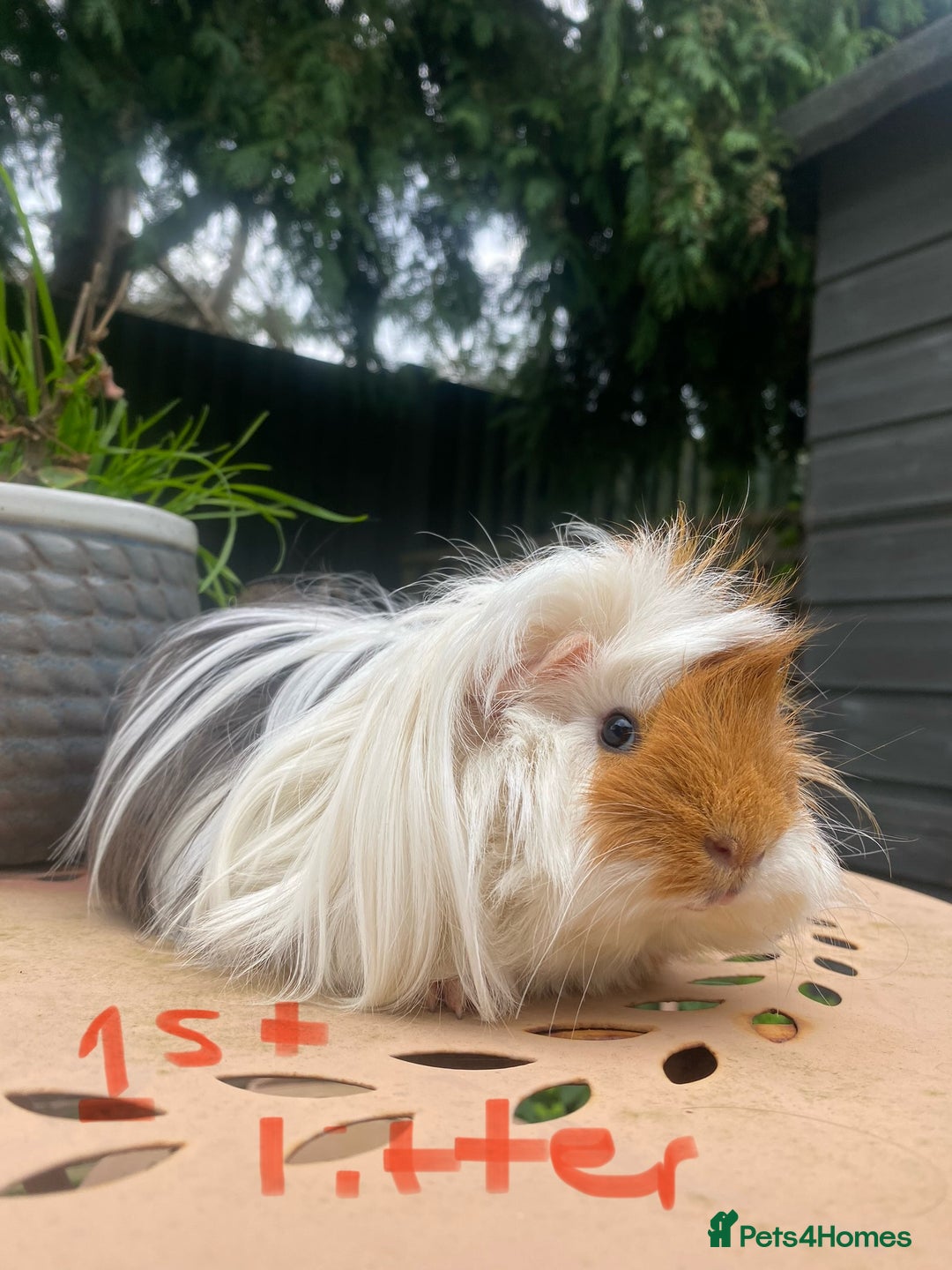 Guinea Pig rodents for sale: Abyssinian long haired  - Image 4