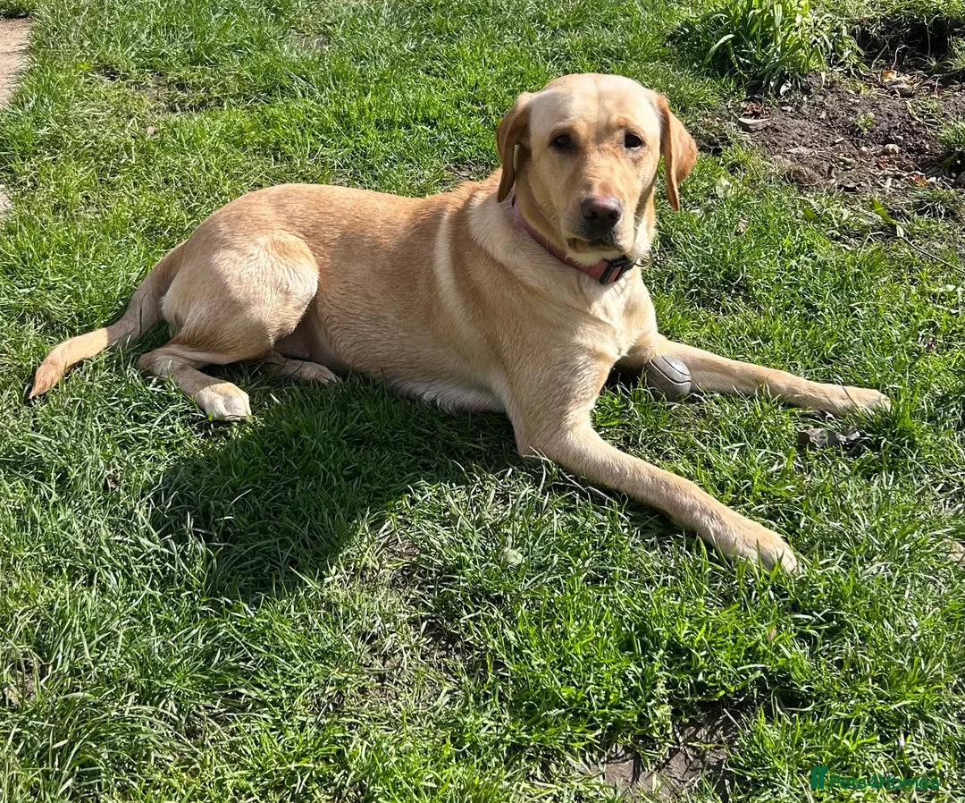 Labrador Retriever dogs for sale: Adorable Labrador Eva  - Advert 1