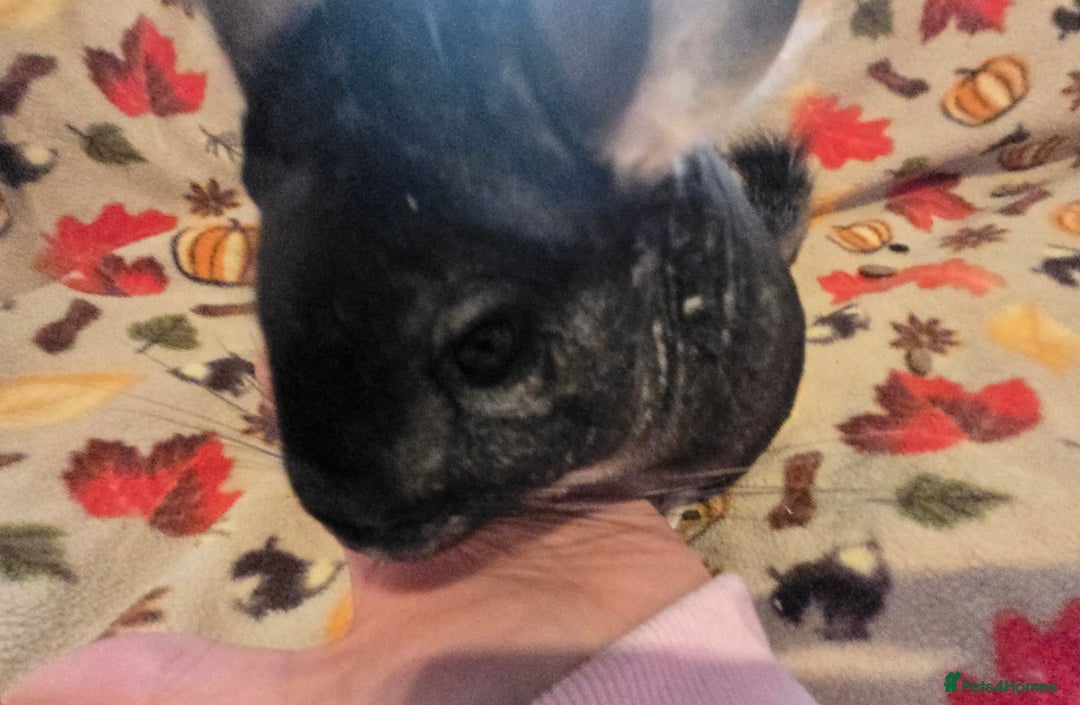 Chinchilla rodents for sale: Black pearl Carriers - Image 30