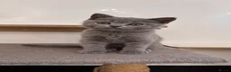 British Shorthair cats for sale: 1 Pedigree British Shorthair Kitten - Licensed  - Advert 1