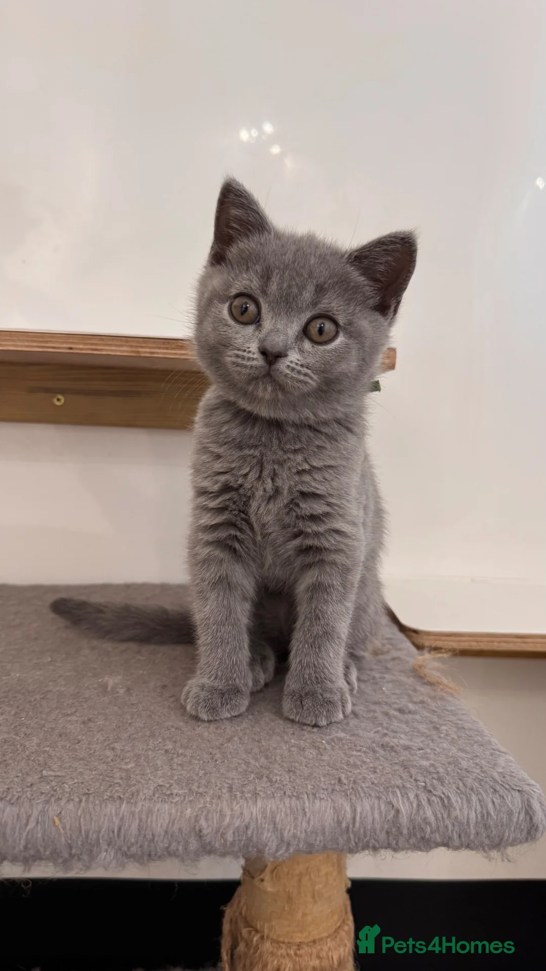 British Shorthair cats for sale: 1 Pedigree British Shorthair Kitten - Licensed  - Advert 1