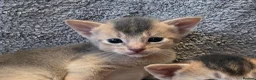 Abyssinian cats for sale: Abyssinian Kittens From Champion Bloodlines - Advert 4