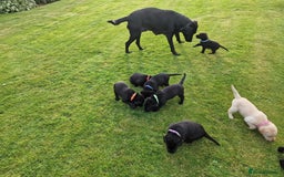 Labrador Retriever dogs for sale: **PEDIGREE, KC REGISTERED AND HIP SCORED** - Image 16
