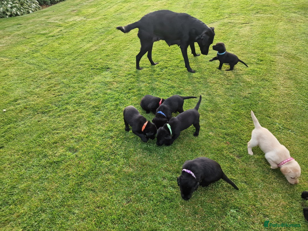 Labrador Retriever dogs for sale: **PEDIGREE, KC REGISTERED AND HIP SCORED** - Image 16