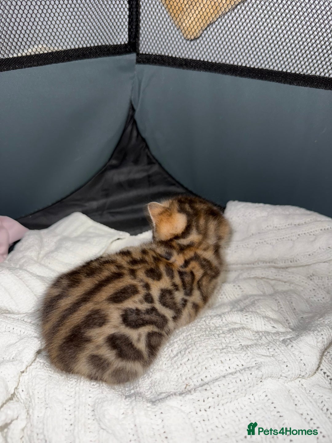 Bengal cats for sale: Pure Bengal Female kittens - Advert 14