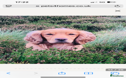 Sprocker dogs for sale: Beautiful Sprocker Spaniel pups - Image 13