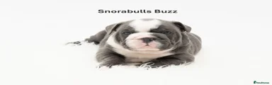 Snorabulls Buzz