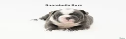 English Bulldog dogs for sale: Snorabulls Top Quality Girls - Advert 7