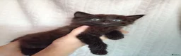 Mixed Breed cats for sale: Beautiful Mixed Litter of 7 Kittens - Advert 7