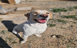Labrador Retriever dogs for adoption: STORM !  - Image 13