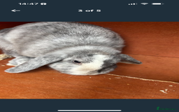 Mini Lop rabbits for sale: 2 Sisters mini lop rabbits - Image 3
