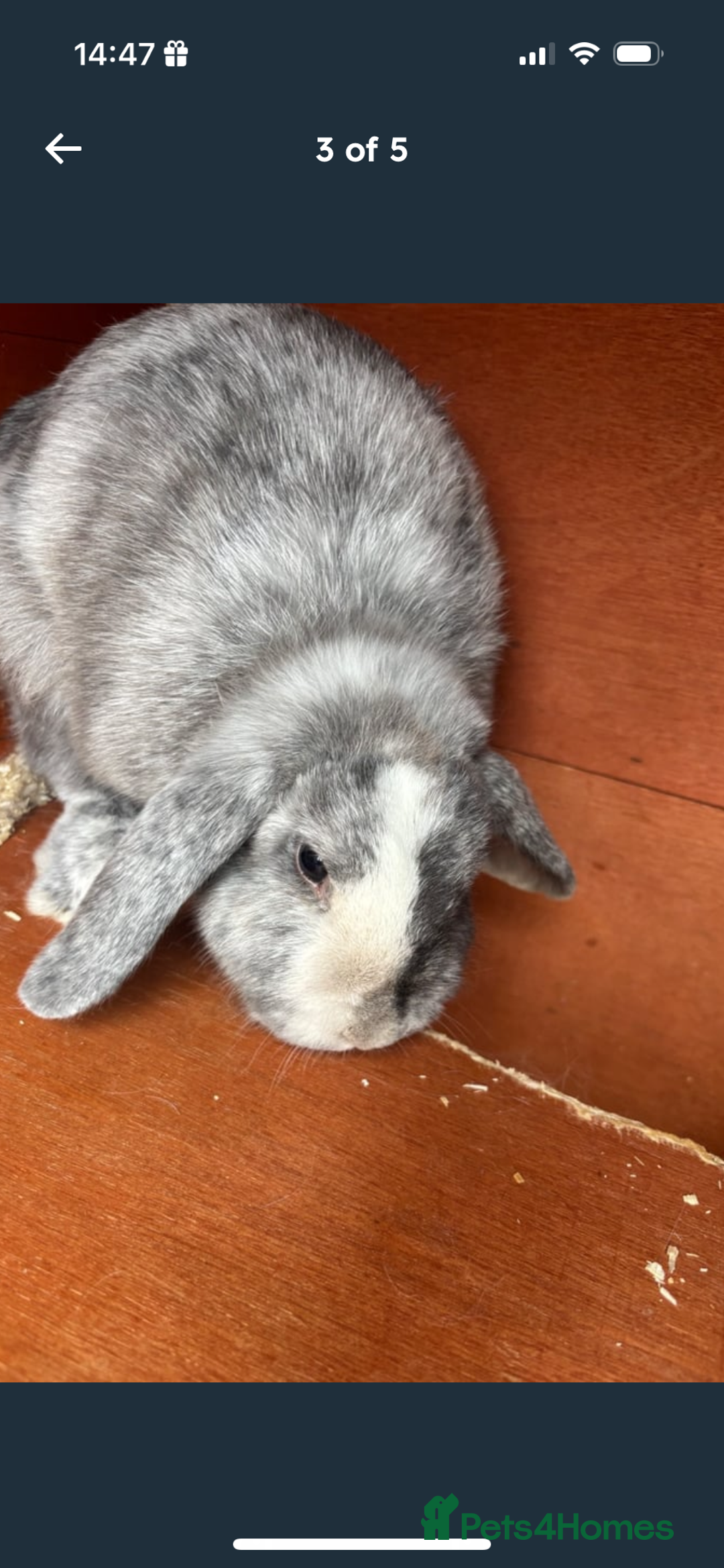 Mini Lop rabbits for sale: 2 Sisters mini lop rabbits - Image 3