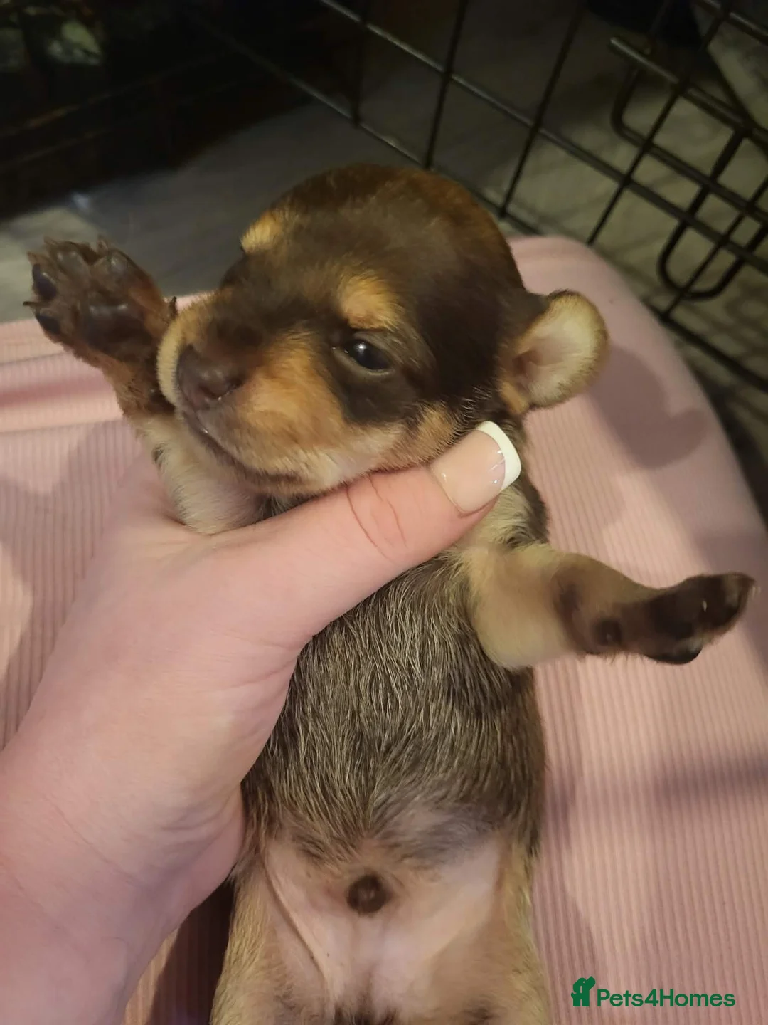 Chipoo dogs for sale: Mixed breed puppies  - Advert 2