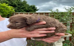 Bedlington Terrier dogs for sale: Bedlington Terrier puppies for sale in Hertford - Image 15