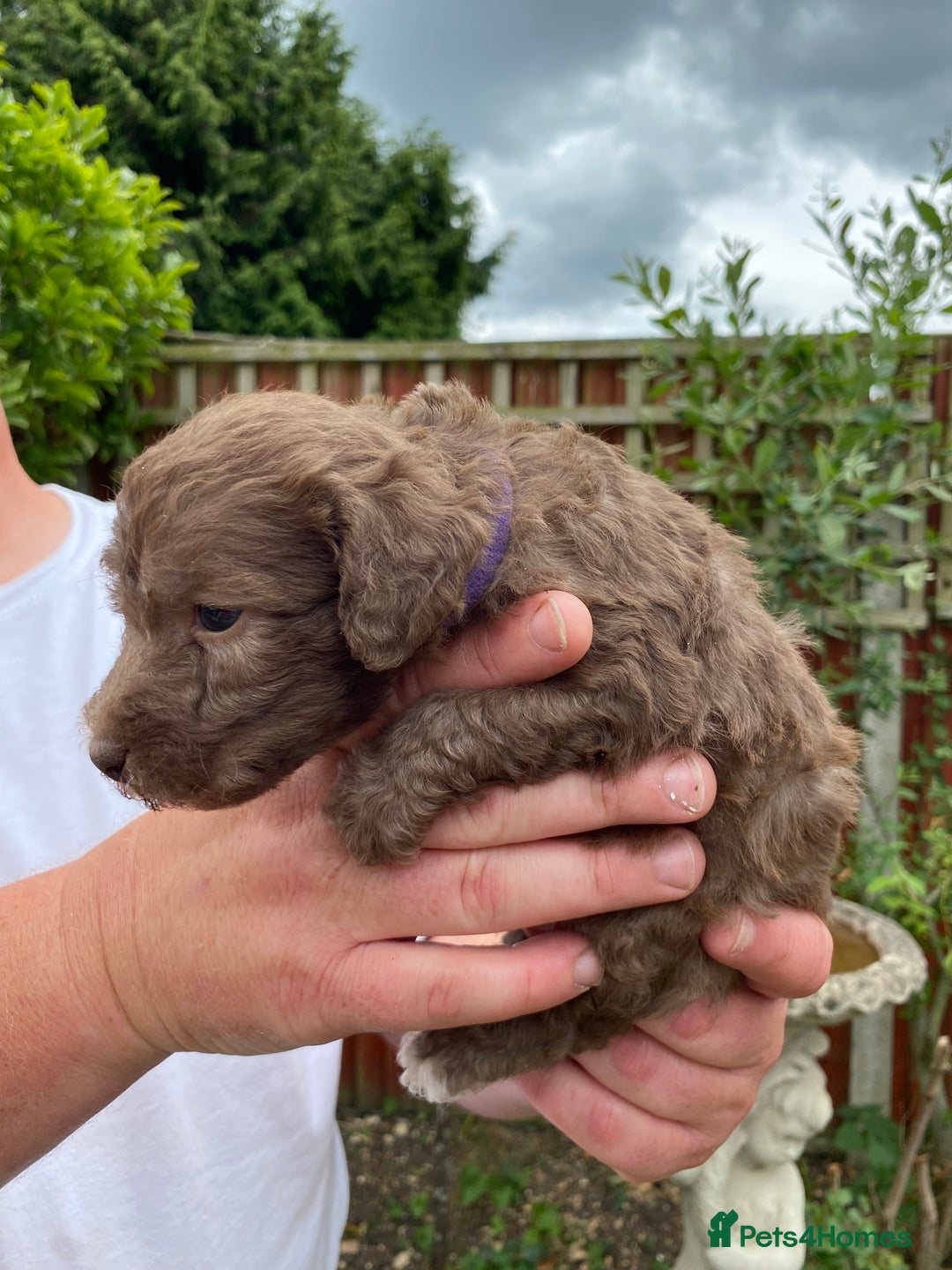 Bedlington Terrier dogs for sale: Bedlington Terrier puppies for sale in Hertford - Image 15