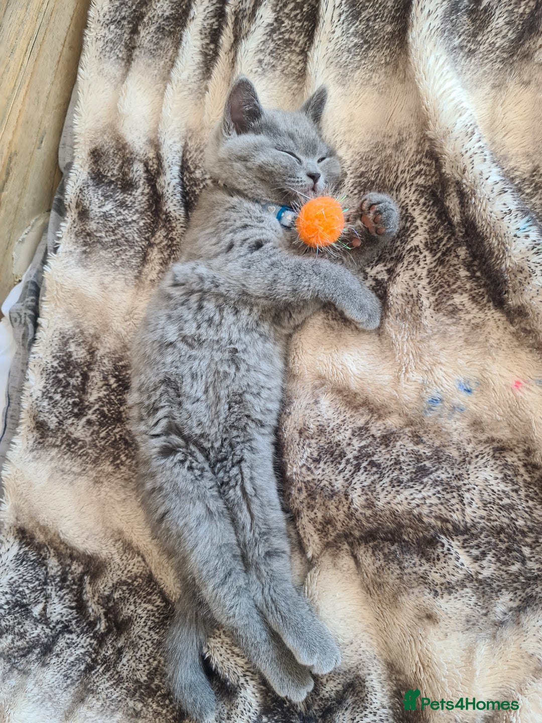 British Shorthair cats for sale: Both parents pedigrees- Dad 5x 🏆 3 boys 1 girl  - Image 19