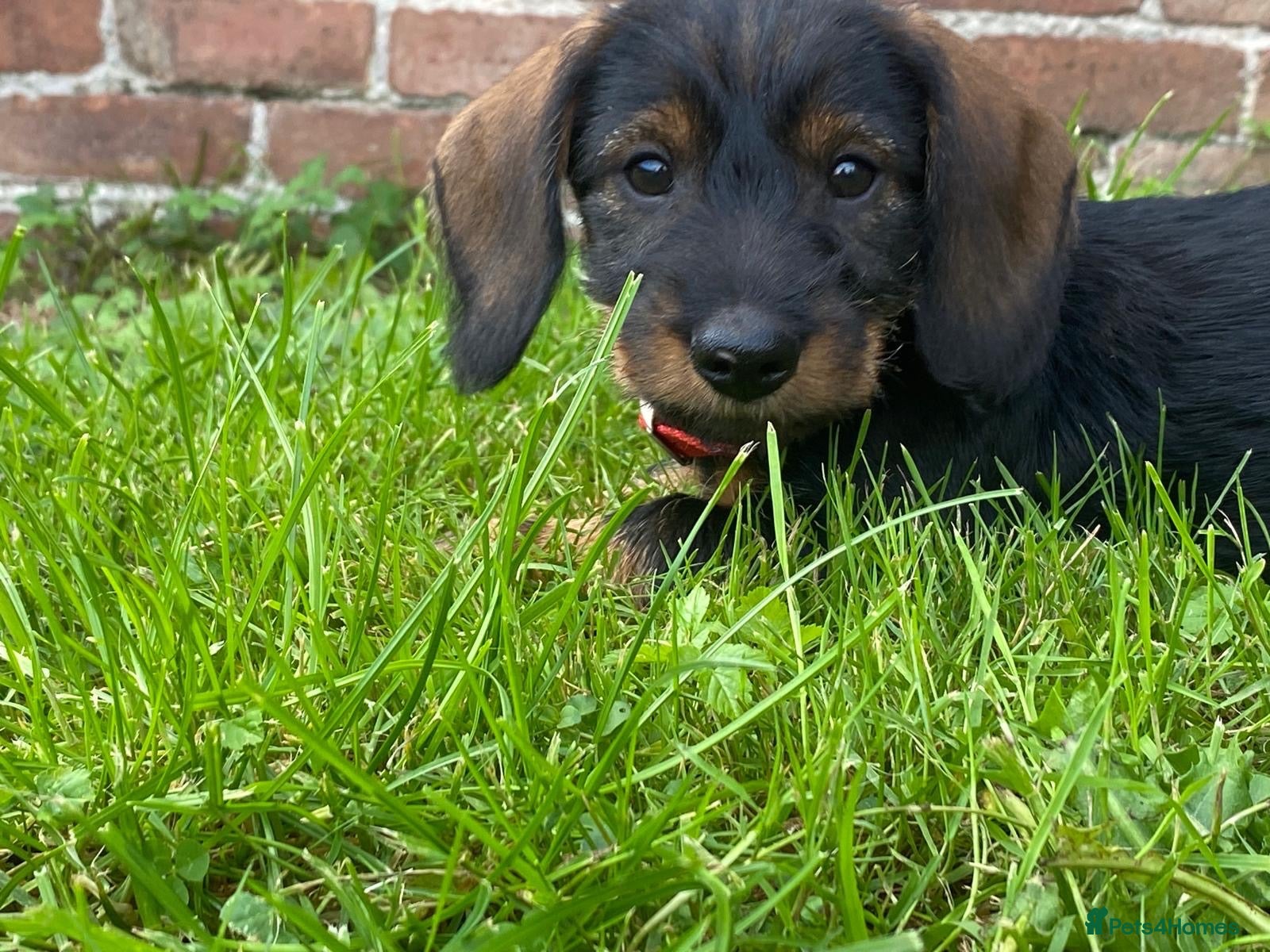 Dachshund dogs Wire haired Teckel puppies for sale  - Advert 2