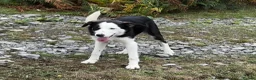 Border Collie dogs for sale: 8 month old Border Collie Male - Advert 6