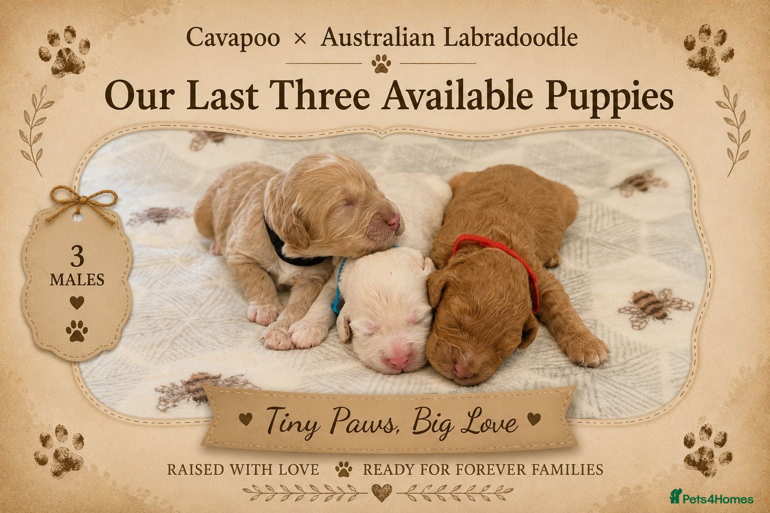 Cavapoo dogs Stunning Cavapoo x Australian Labradoodle puppies  - Advert 8