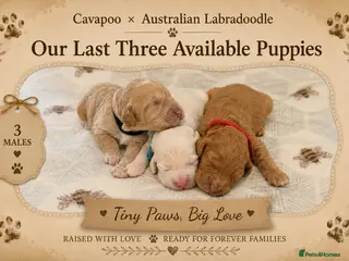 Cavapoo dogs Stunning Cavapoo x Australian Labradoodle puppies - Advert 8