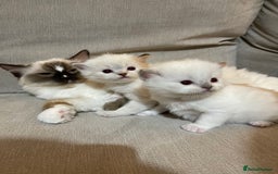 Ragdoll cats for sale: FULL PEDIGREE RAGDOLL KITTENS! READY BEFORE XMAS! - Image 10