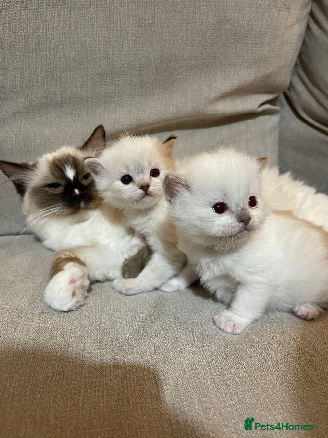 Ragdoll cats for sale: FULL PEDIGREE RAGDOLL KITTENS! READY BEFORE XMAS! - Image 10