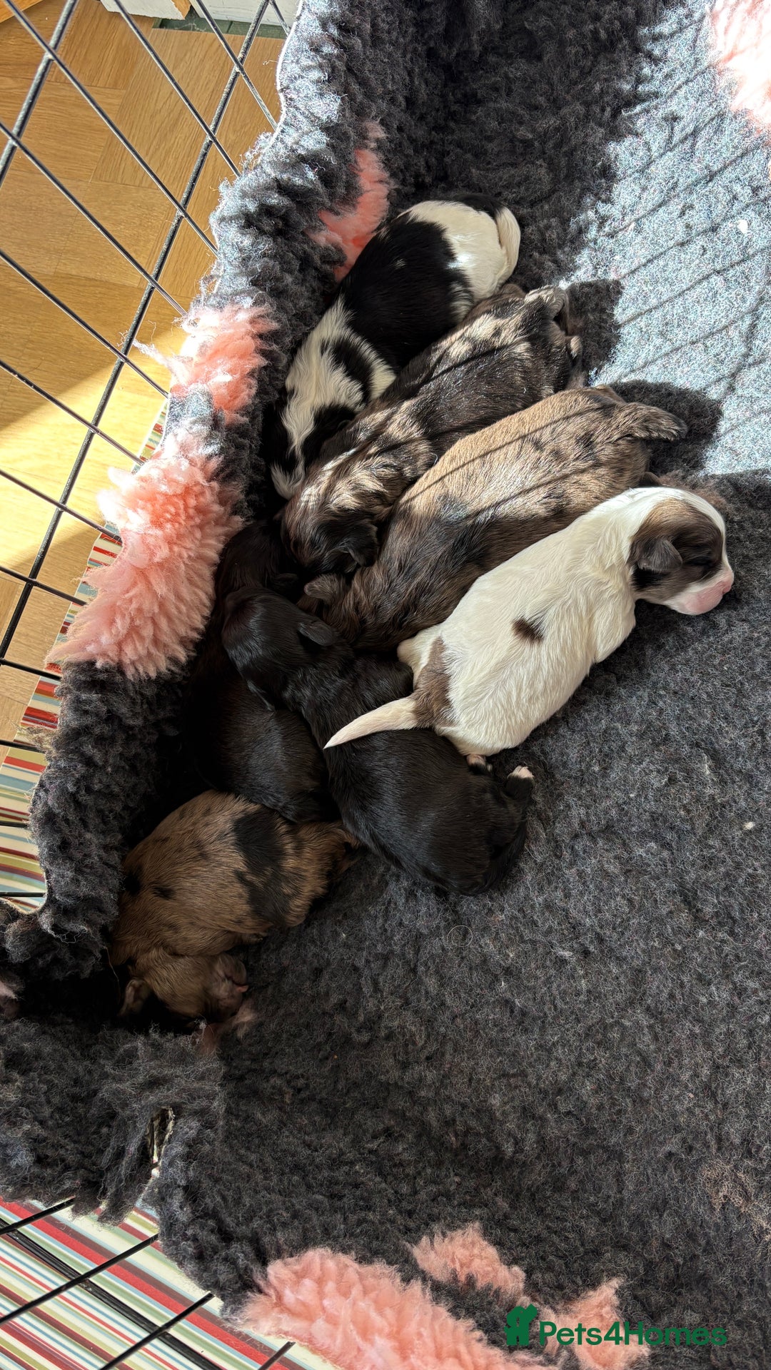 Lhasapoo dogs for sale: 9 stunning lhasapoo’s  - Image 7
