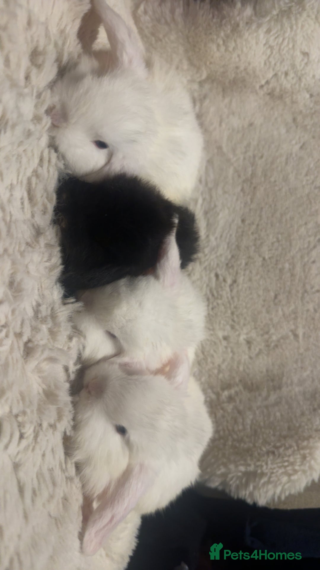 Mini Lop rabbits for sale: Mini lop kits for sale, 1 FEMALE, 1 MALE LEFT!! - Advert 5