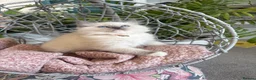Ragdoll cats for sale: TICA & GCCF pedigree ragdoll kittens - Advert 12