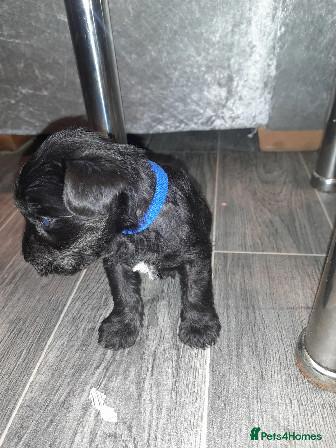 Mixed Breed dogs for sale: Snorkie pups - Advert 22