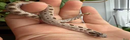 Snake reptiles for sale: Various Western Hognose Hatchlings - Advert 4