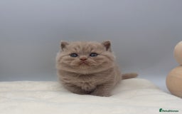 British Shorthair cats for sale: PEDIGREE REGISTERED CHUNKY BRITISH SHORTHAIRS  - Image 17