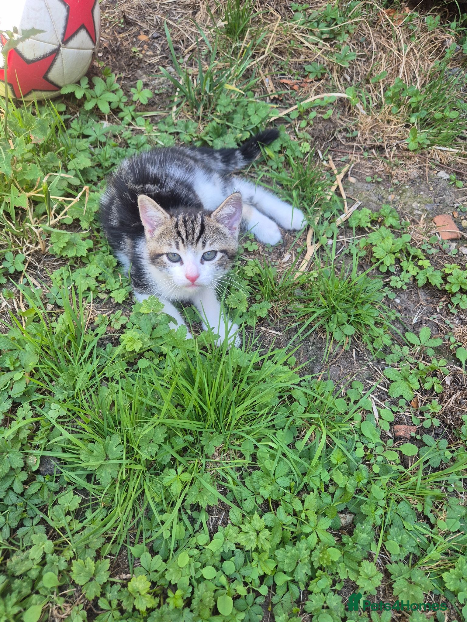 Mixed Breed cats for sale: Cute, Adorable kitten - Advert 2