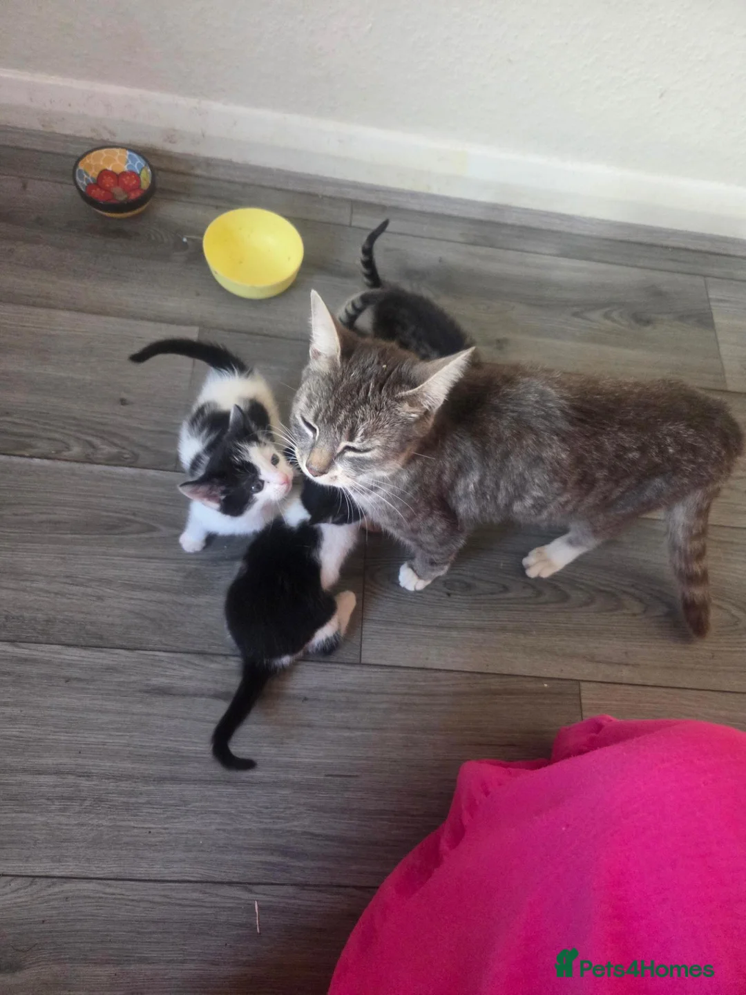 Mixed Breed cats for sale: Lovely kittens - Advert 1