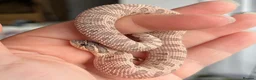 Snake reptiles for sale: Various Western Hognoses - Advert 5