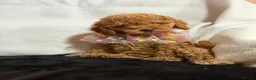 Cockapoo dogs for sale: Beautiful Yankydoodles  - Advert 3