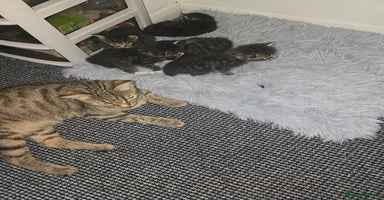 Mixed Breed cats - Advert 14