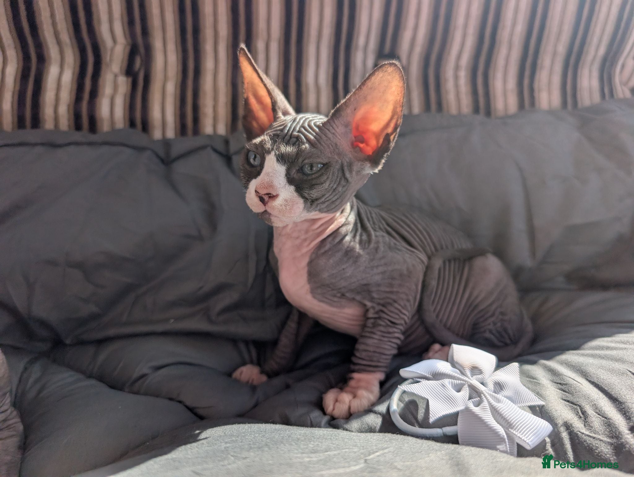 Sphynx cats Ready for reservation  - Advert 2