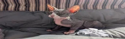Sphynx cats for sale: Ready for reservation  - Advert 2
