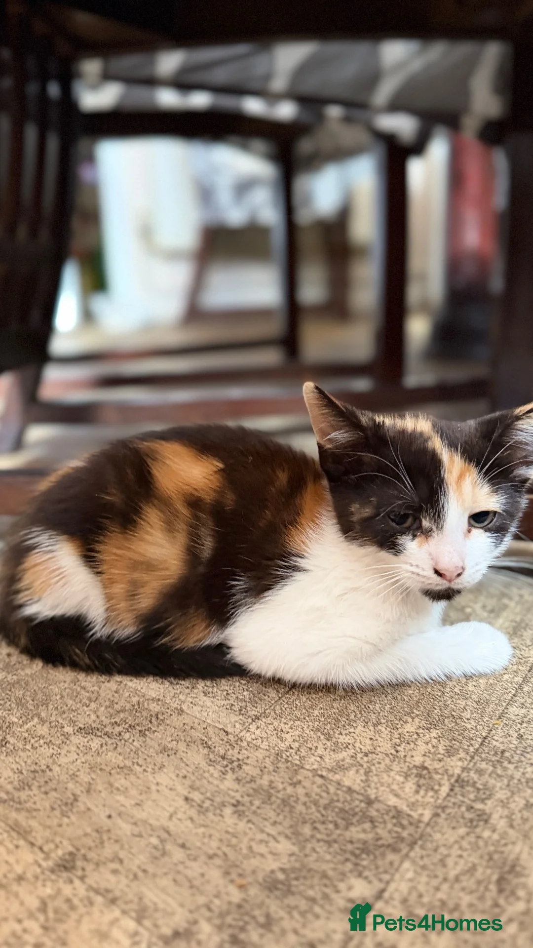 Mixed Breed cats for sale: 3 beautiful kittens looking for loving homes - Advert 20