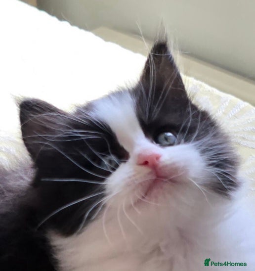 Mixed Breed cats for sale: Ragdoll/Maincoon mix - Advert 1